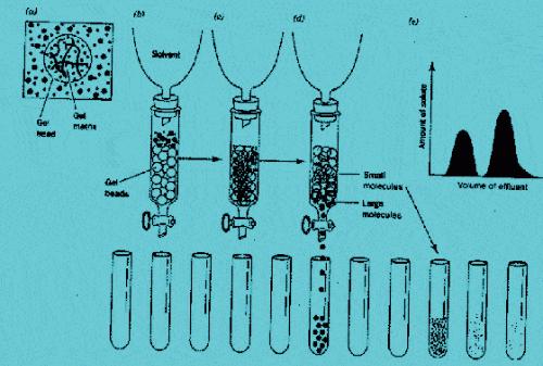 SDS-PAGE和凝胶层析两种测蛋白分子量地方