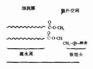 磷脂双分子层的头部不是亲水性的么?脂溶性物