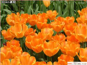 花之国,荷兰是风车之国那中国是什么之国?-