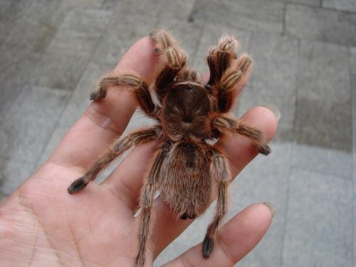 洪都拉斯卷毛和智利红玫瑰,火玫瑰蜘蛛那个好