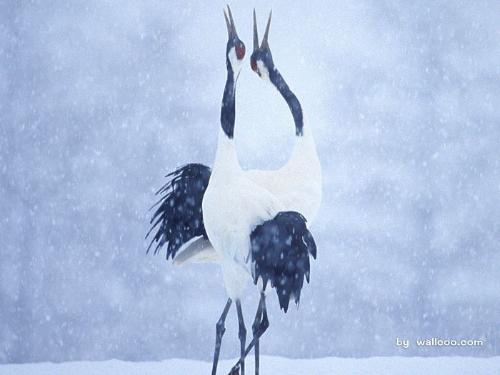 哪里可以下载Vitas的《鹤啼( 鹤之泣 )》的Mp3?