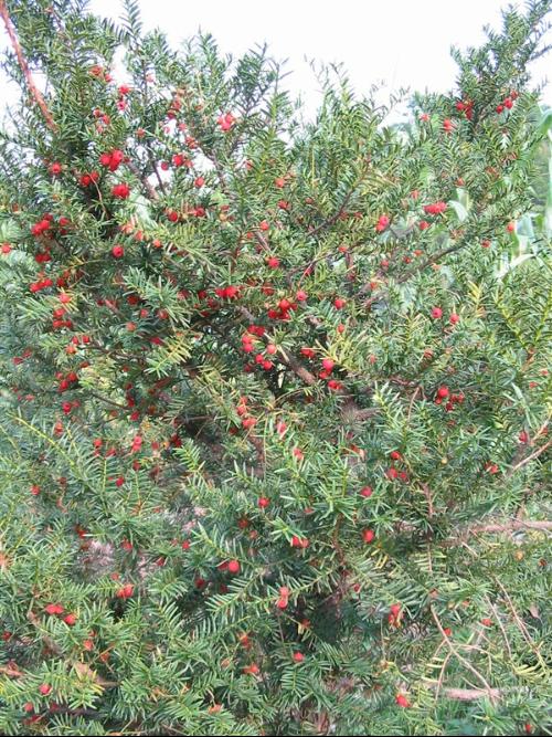 东北红豆杉几年才能结果-请问东北红豆杉有哪