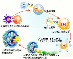 目前国内治癌的生物免疫疗法到底处于什么阶段