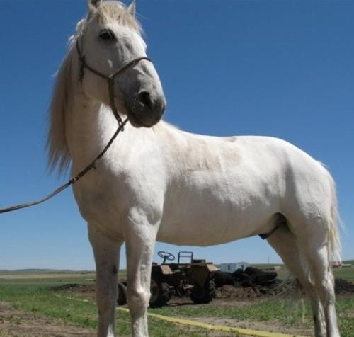 唐僧在哪里收白龙马-西游记中唐僧在哪收的白