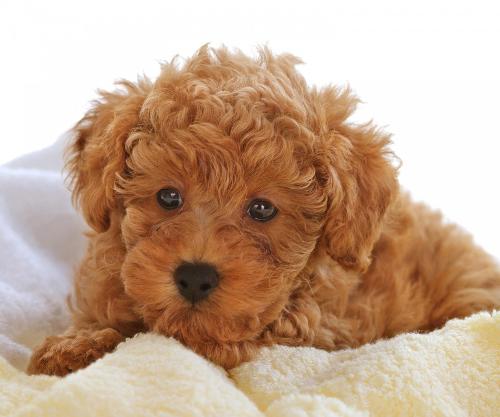 泰迪狗可以吃茶叶蛋的蛋黄吗?-泰迪怎么吃蛋黄