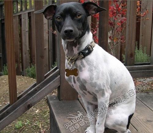 12450是什么梗-我的梗有点老,是什么意思?