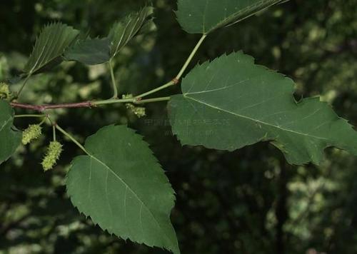 麻叶和<em>桑叶</em>-<em>桑叶</em>和麻叶,对<em>头发</em>好吗 _感人网