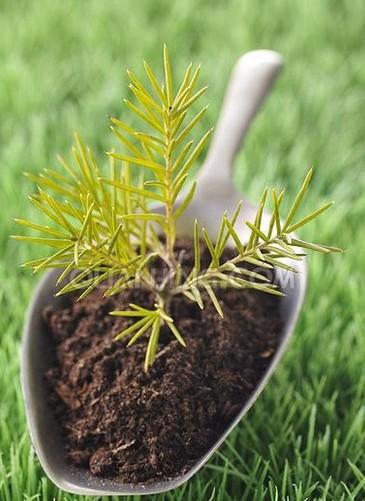 松树什么时候繁殖-松树是用什么繁殖后代的