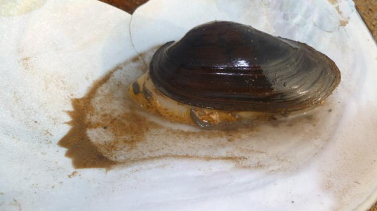 河蚌身上的黄的东西是什么-河蚌里面黄色像屎