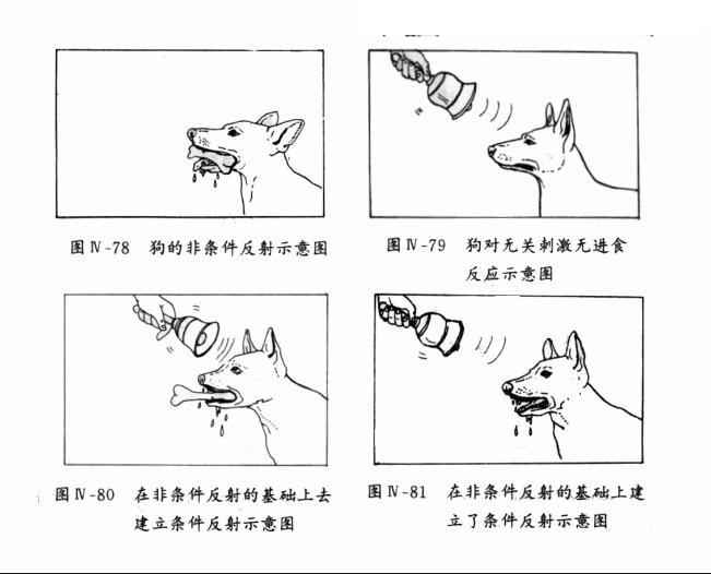 条件反射实验-巴普洛夫条件反射的实验的复杂
