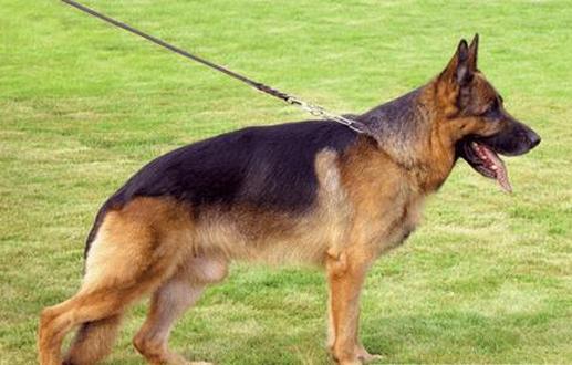 德国黑背吃自己拉的屎该怎么办-我的德国牧羊