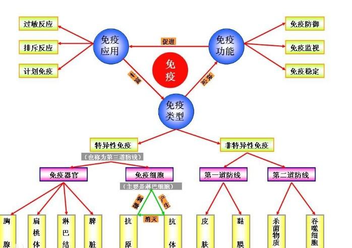 高中生物:溶菌酶等免疫活性物质是由免疫细胞