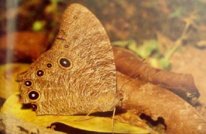 哪些动物具有什么适应环境的保护色-什么动物