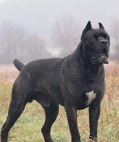 世界猛犬排名哪个版本是正确的呀?-罗威纳在世