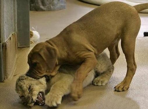 虎落平阳被犬欺这句话出自什么典故?-虎落平阳