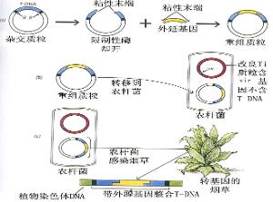 转基因技术的遗传学原理是什么?_?-转基因的遗
