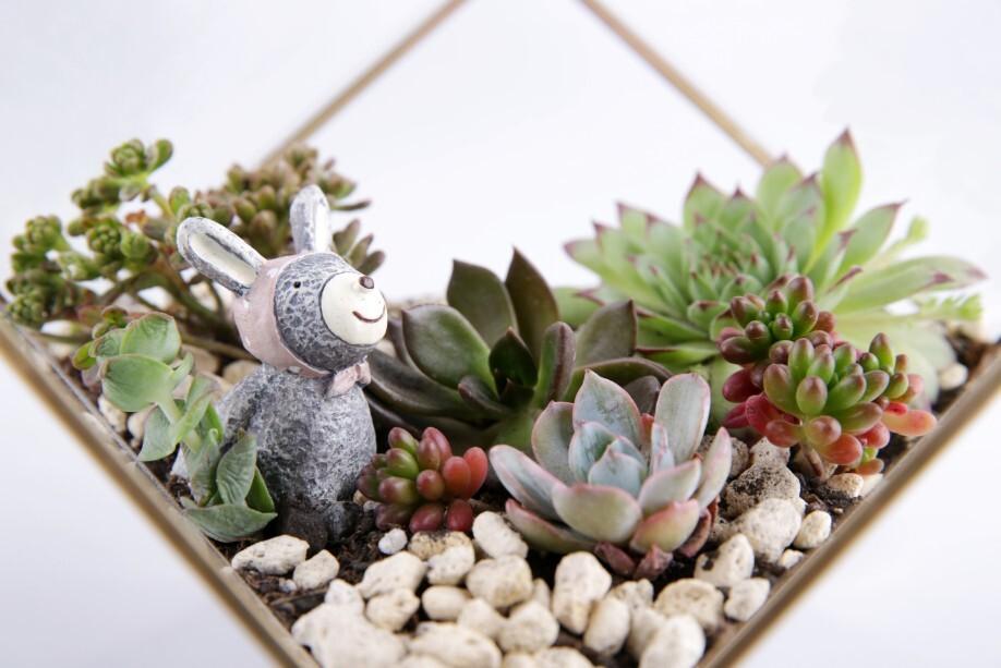 多肉植物有什么好处-多肉植物的好处有哪些?