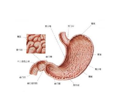 哪里痛表示是胃溃疡?
