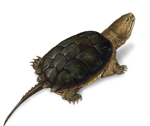 拟鳄龟- 搜搜百科