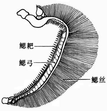 以鱼类鳃动脉结构状况说明.