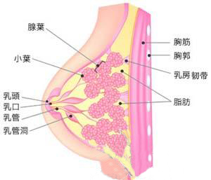 <em>乳汁</em>淤积;或因婴儿