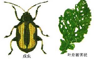 idae)昆黄曲条跳甲虫的