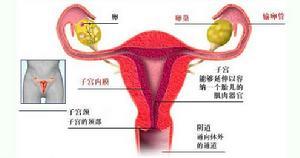 <em>女性生殖</em>器官结核 - 搜搜百科