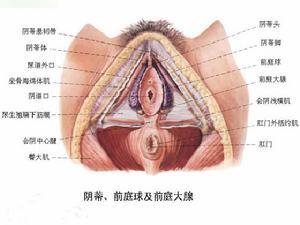 <em>外阴</em>前庭炎 - 搜搜百科
