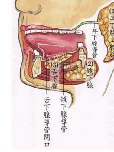 涎腺结核