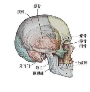 全部版本 历史版本  颅骨肿瘤仅占骨瘤中0.8～1.