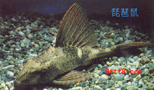 琵琶鼠鱼+-+搜搜百科