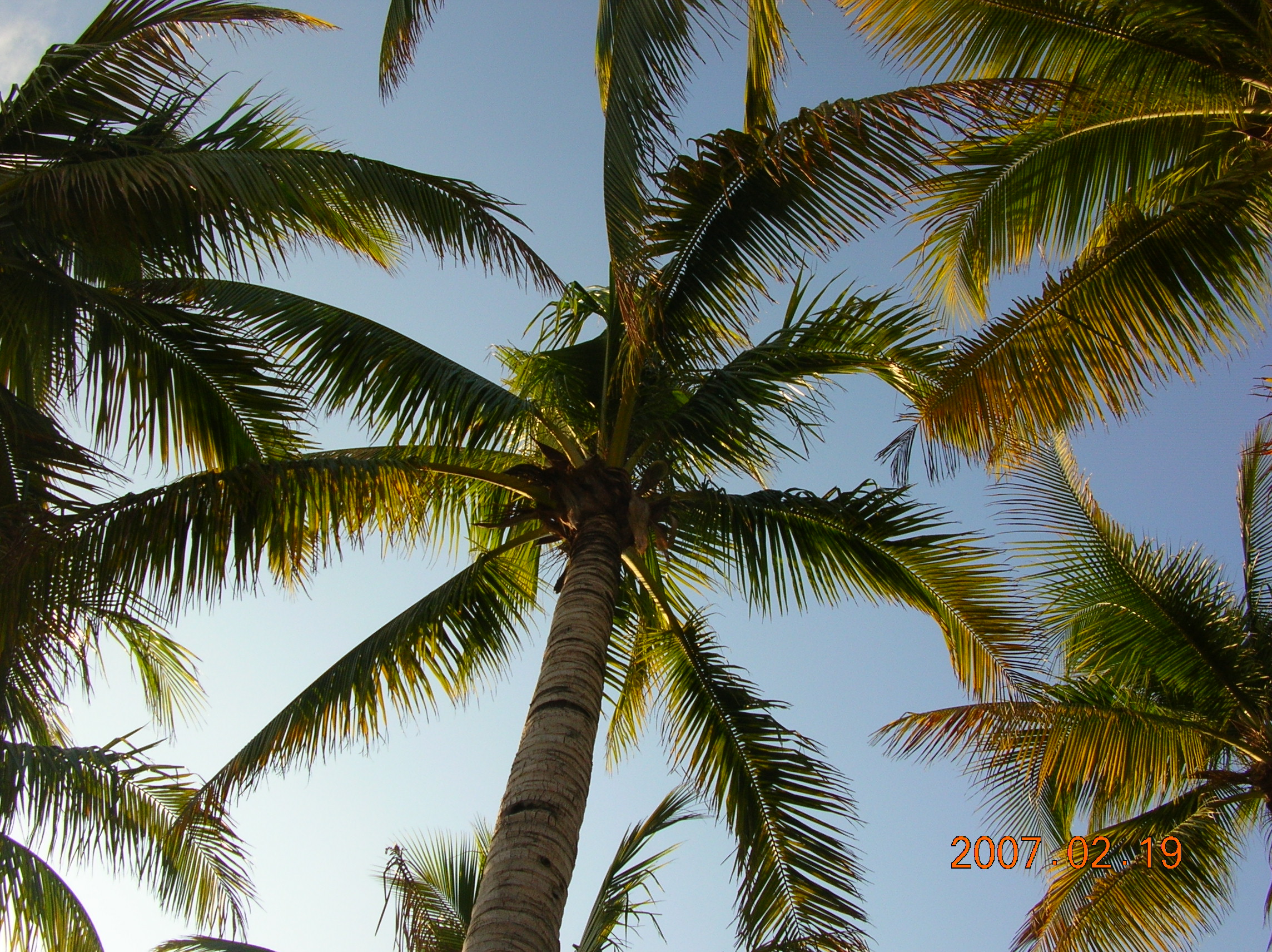 椰子树图片_自然风景_自然景观_图行天下图库