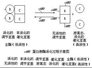 蛋白激酶