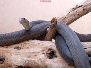 黑曼巴是最富传奇色彩及最令人畏惧的蛇类