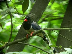 鹊踏枝·谁道闲情抛弃久
