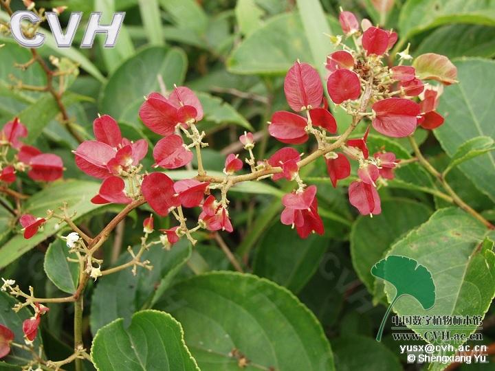 昆明山海棠-+搜搜百科