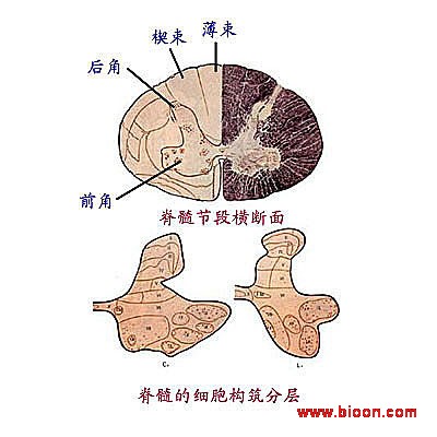 苍白球黑质红核色素变性