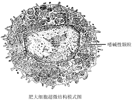 嗜碱性粒细胞和肥大细胞