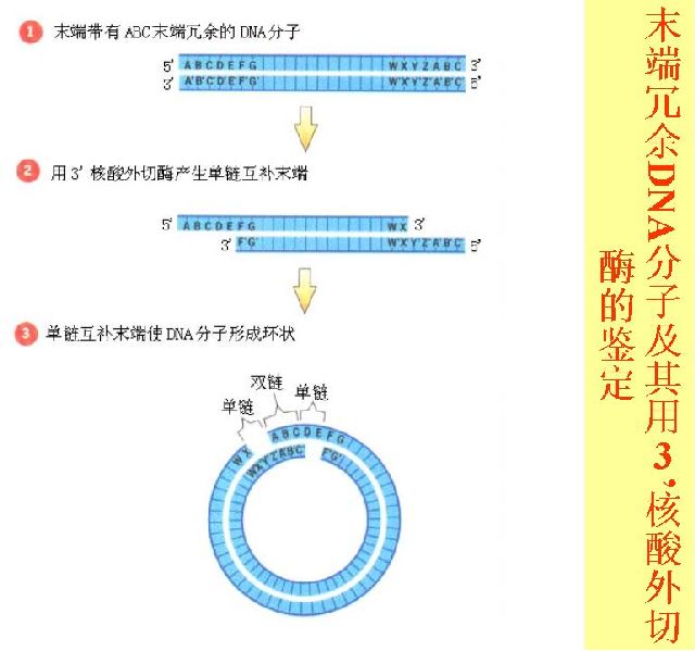 环状dna