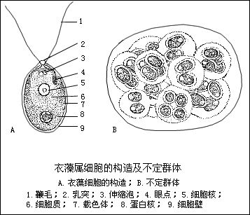 刚毛藻属