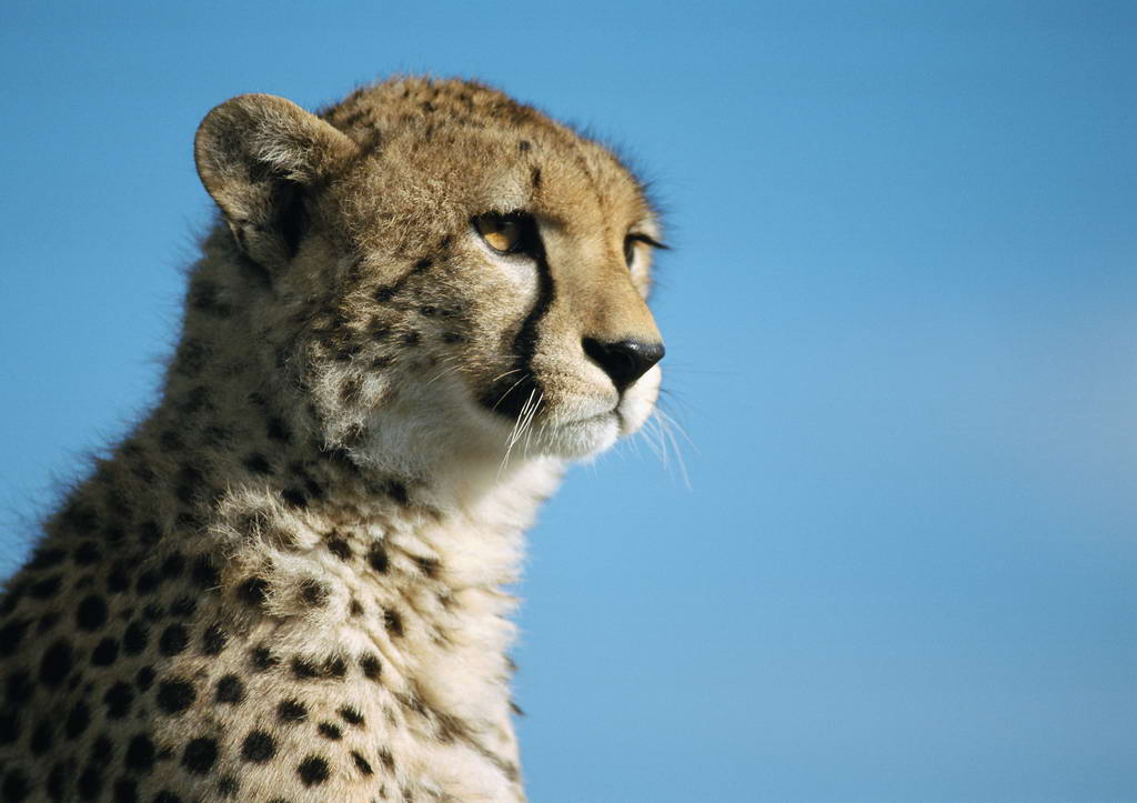 什么是动物的生物学特征 20090105120000-108325.jpg