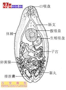 异形吸虫病