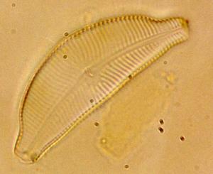 桥弯藻属(cymbella)是硅藻门,羽纹纲,舟形藻目,桥弯藻科的1属.