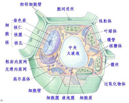细胞结构