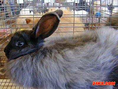 安哥拉兔(angora)