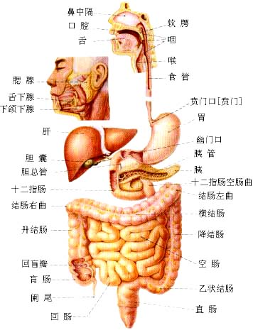 消化道溃疡主要指发生在胃和十二指肠的慢性溃疡,亦可发生于食管下