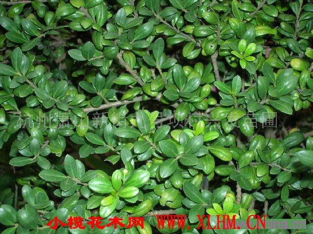 龟甲冬青