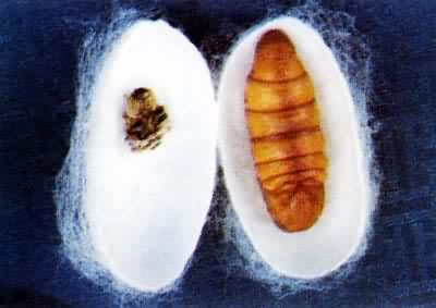 桑蚕茧-+搜搜百科