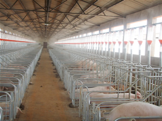 猪圈一般指农家养猪养猪用的有遮棚的围栏或空地.