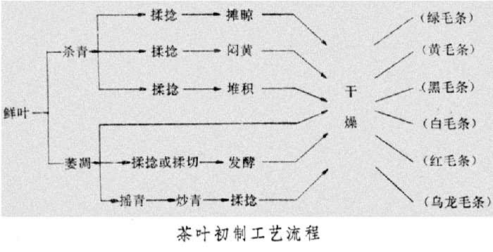 茶叶加工